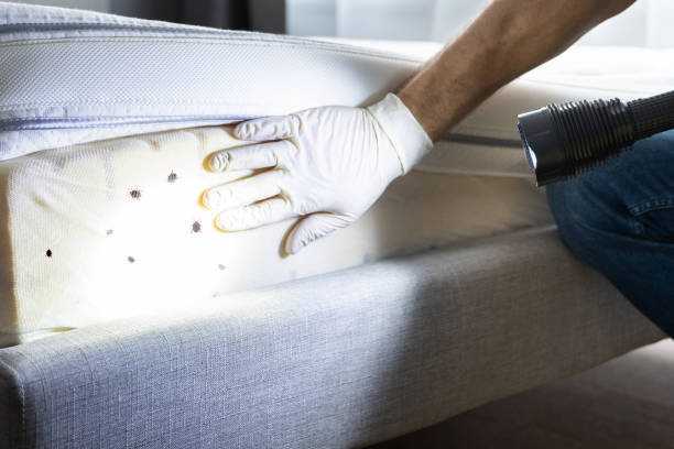 Best Affordable Pest Control Services  in Mitchell, IN