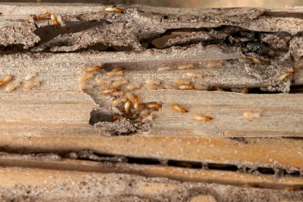 Best Cockroach Control Services  in Mitchell, IN
